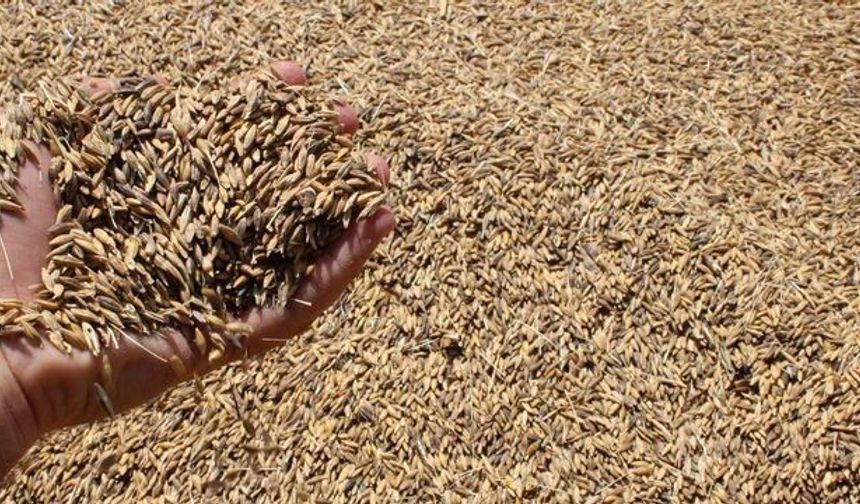 Erzincan’da Hububat Sezonu Öncesi Kritik Hamle