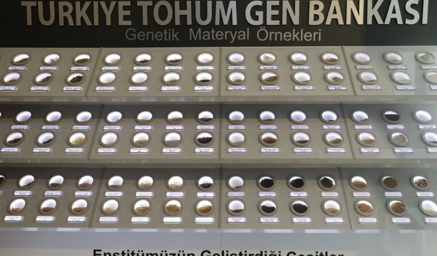Türkiye'nin bitkisel hazinesi Tohum Gen Bankası'nda korunuyor