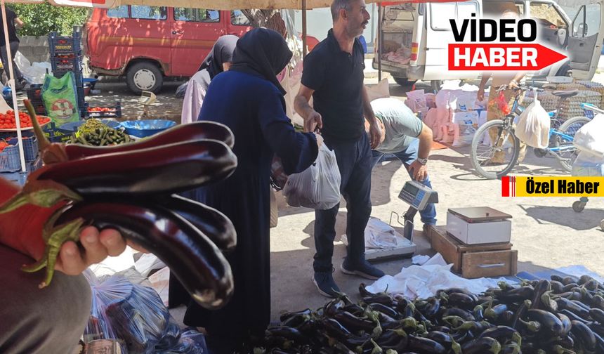 Erzincan’da patlıcan bereketi yaşanıyor. Fiyatlar düştü…