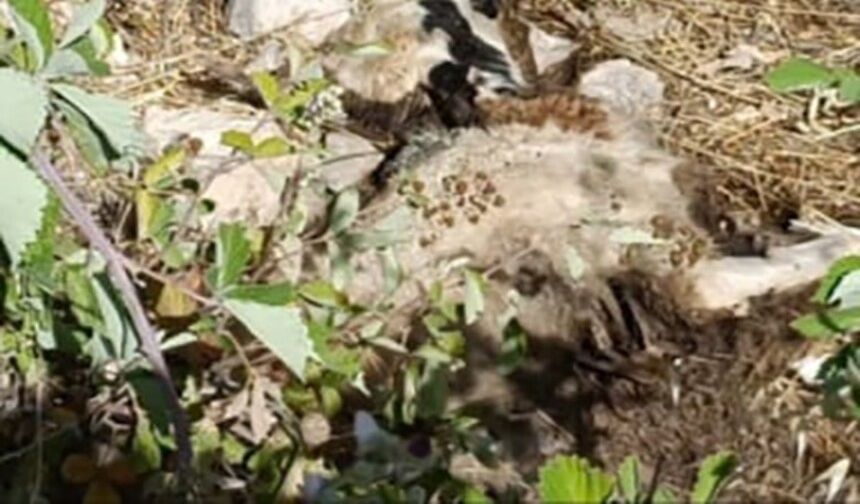 Erzincan’ın komşu ilinde sürüye kurt saldırdı: 21 koyun telef oldu