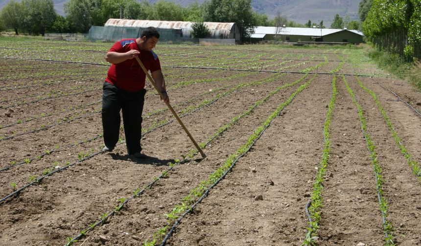 Erzincan’da sebzecilik her geçen gün gelişiyor
