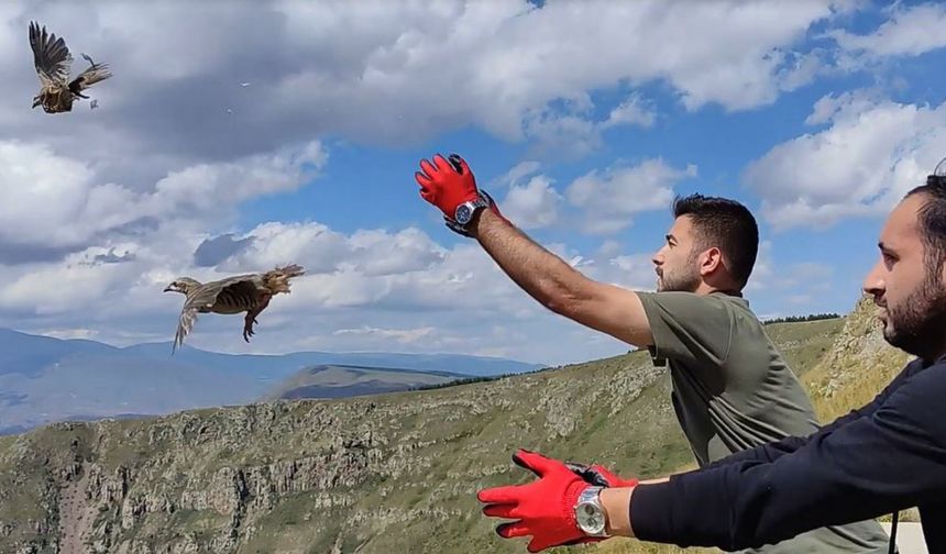 Kelkit’ten alınan 200 kınalı keklik, Karaçay kanyonunda doğaya bırakıldı