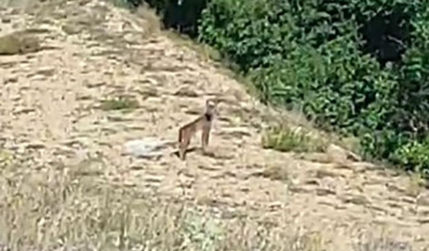 Kırmızı listedeki ‘Vaşak’ vatandaşın özel çabası ile görüntülendi! Video haber