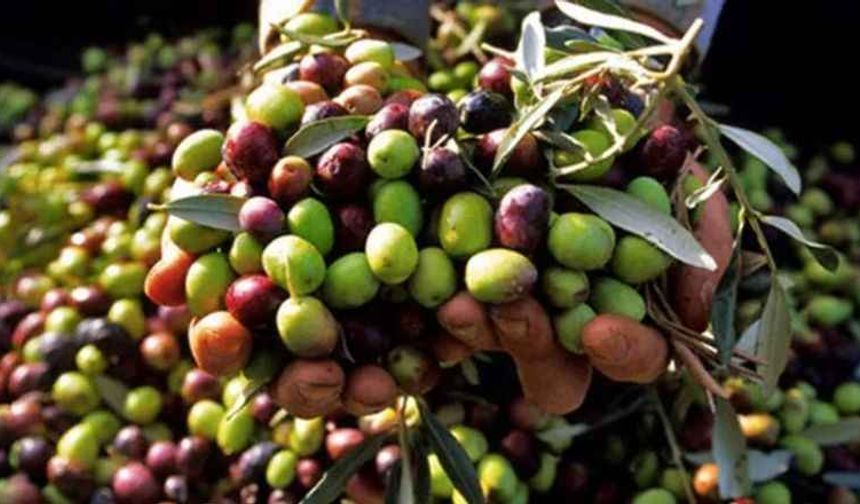 Zeytin Hasadında Tarihi Artış: Marmarabirlik'in Yeni Fiyat Politikası