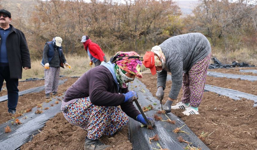 Erzincan’da Çilek Yetiştiriciliği Bütçe Engeline Takıldı