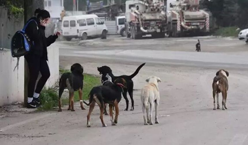 Sokak Hayvanlarıyla İlgili Üç Belediye Başkanı Hakkında Soruşturma Süreci...