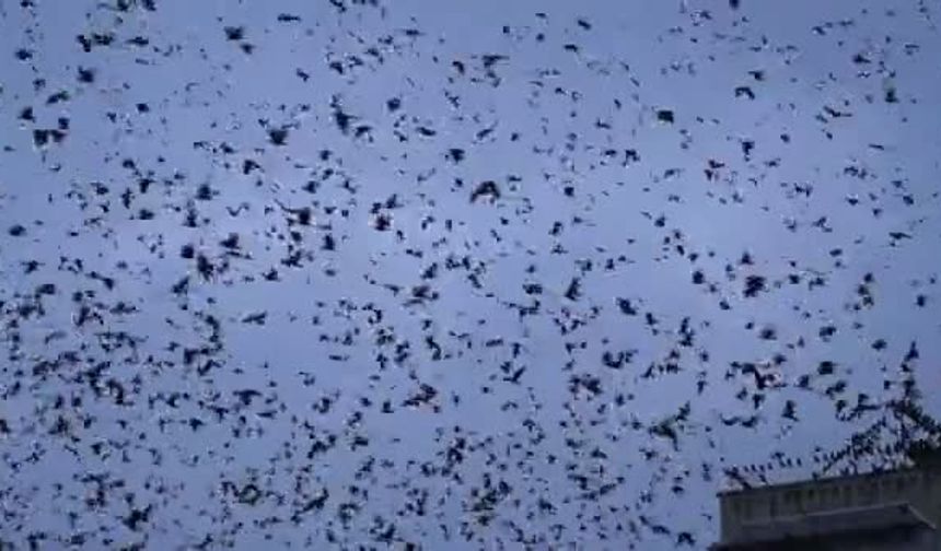 Erzincan’da kargalardan daha tehlikeli kuşlar: Kara çaylaklar