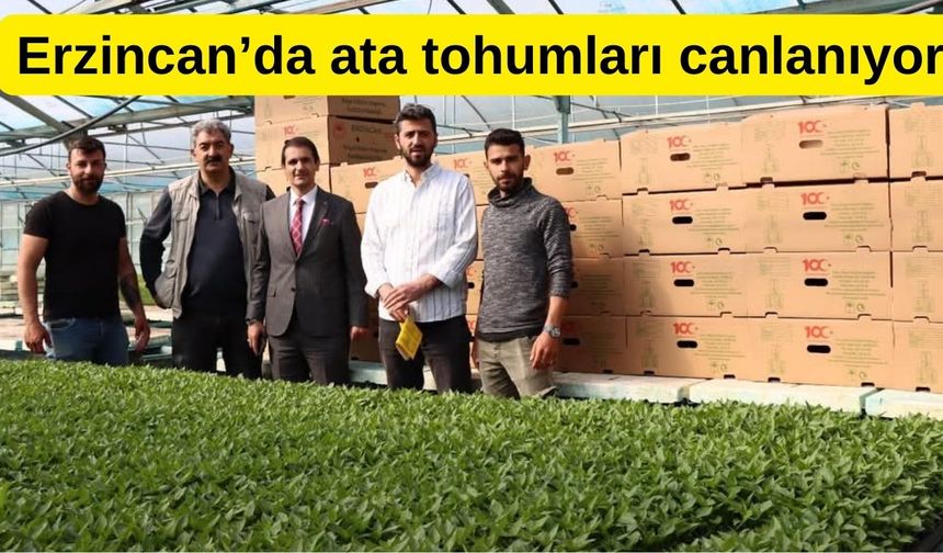 Erzincan’da ata tohumundan sebze fidesi üretiliyor