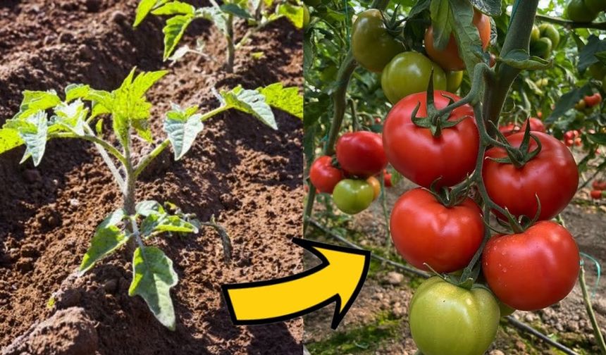 Erzincanlılar domateslerinizin yanına bunu ekerseniz verimi katlarsınız