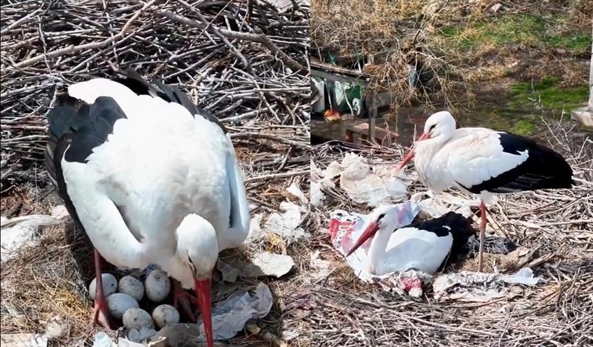 10 yıldır Erzincan'ı terketmeyen leyleklerden büyük sürpriz...