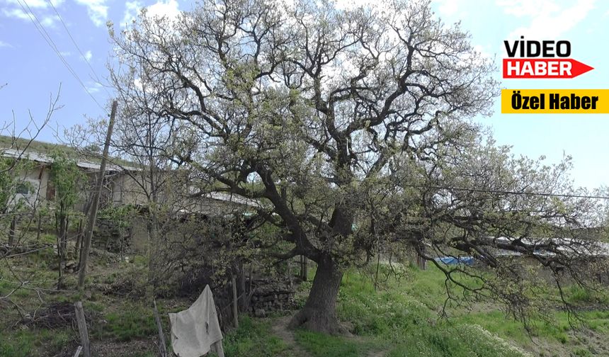 Erzincan'ın köyündeki o ağacın hikayesi nedir?