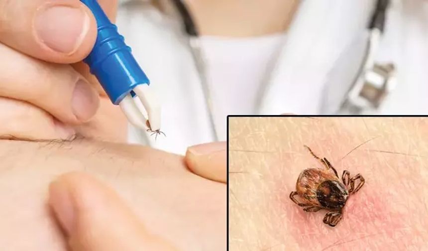 10 maddede kene hakkında doğru bilinen yanlışlar...