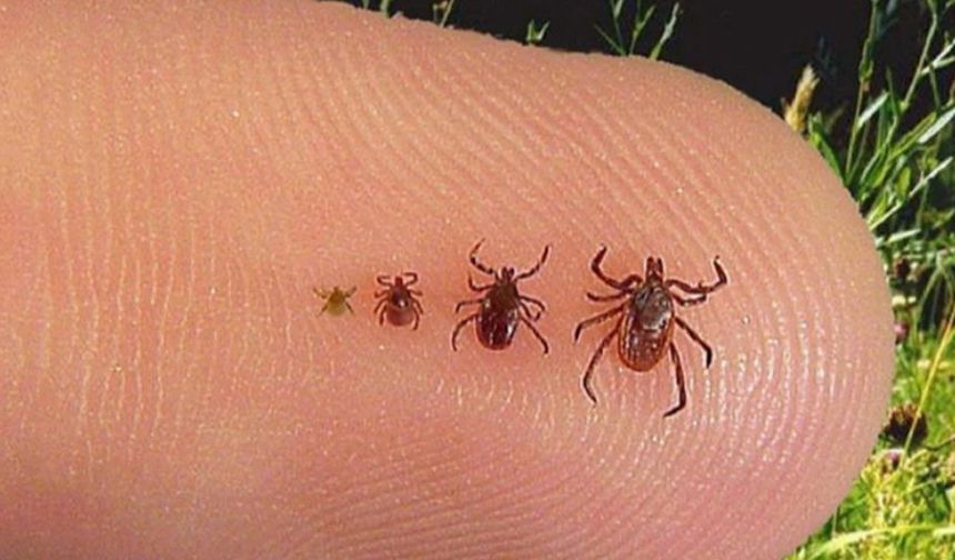Erzincan'ın da risk taşıdığı kene için Sağlık Bakanlığından açıklama