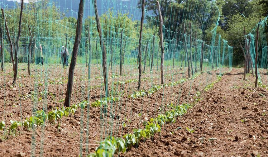 Erzincan'da o kurum bugüne kadar 15 çeşidi tescil ettirdi...