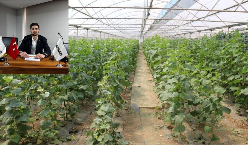 Erzincan’da dev tarım hamlesi: 600 dönümlük sera projesiyle 700 kişiye istihdam!