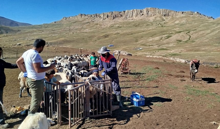 Erzincan Kureyşlisarıkaya'da Üzümlü ekibinden rekor...