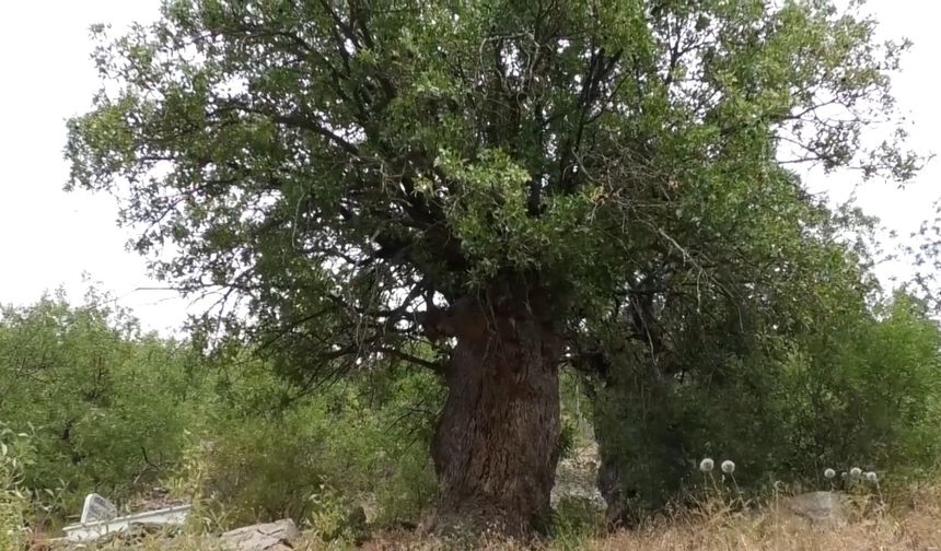 Türkiye’nin en yaşlı sakız ağaçları Erzincan’da