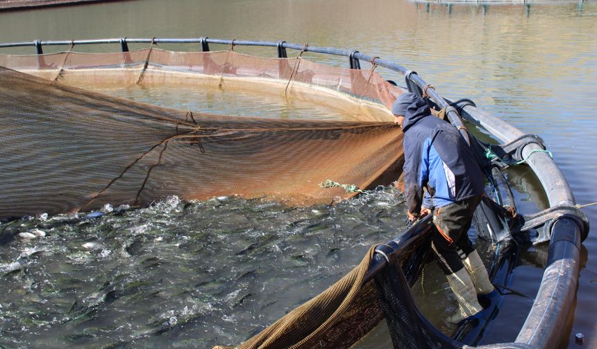 Tercan'ın denizi yok balığı çok...