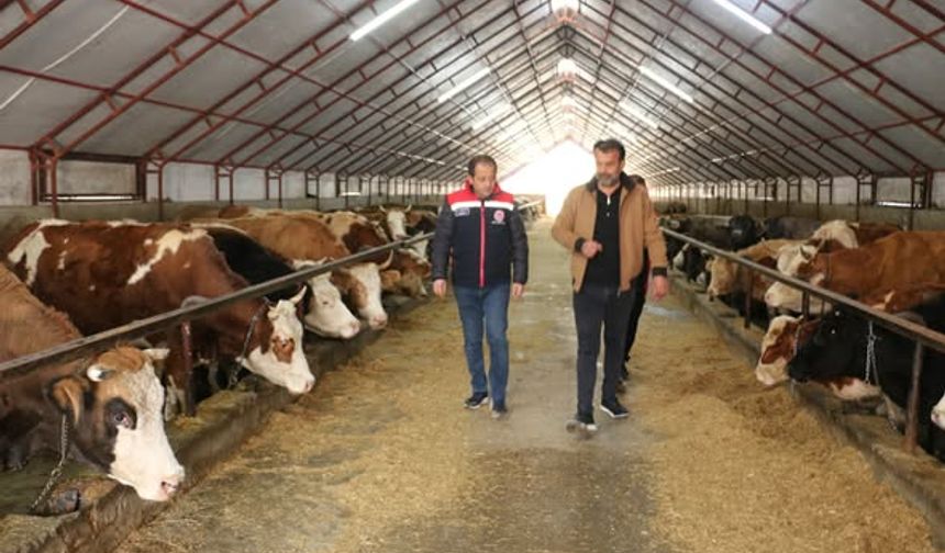 Erzincan’da modern hayvancılığa yakın markaj