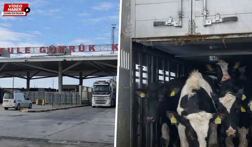 Erzincan’da damızlık gücü artıyor: Avrupa’dan Holstein takviyesi