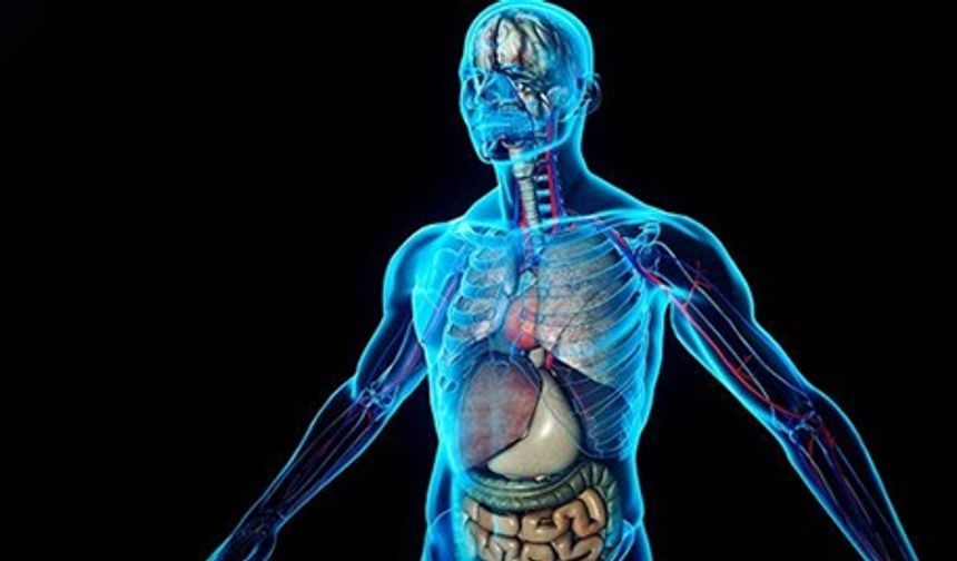 Vücudumuz Sandığımızdan Daha Garip: Bilimsel 15 Şaşırtıcı Gerçek