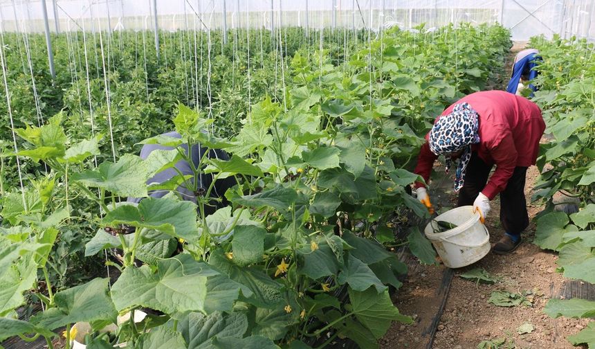 Erzincan’da Kadın Çiftçilere Sera Desteği: %50 Hibeyle seralar kurulacak...