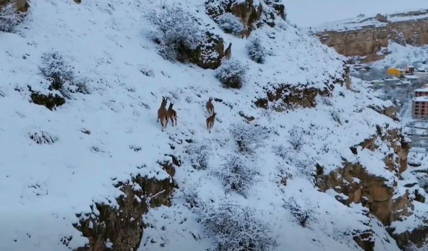 Yoğun Kar Sonrası Kemah’ta Yaban Hayatı İçin Harekete Geçildi