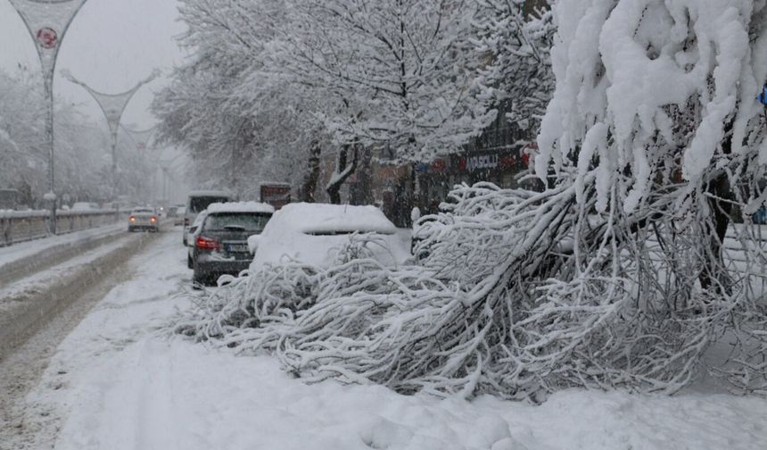 Erzincan'da Devrilen Ağaçlar Tehlike Saçıyor: Dikkatli Olun!