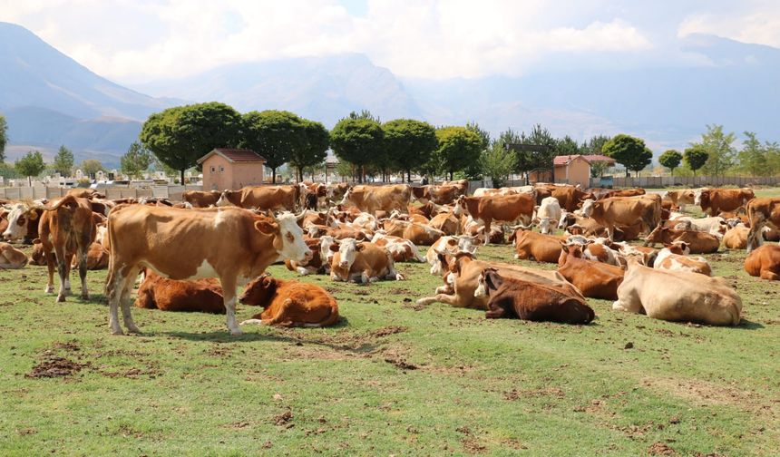 Erzincan’da Damızlık Sektörüne Bilimsel Dokunuş: Kritik Seminer