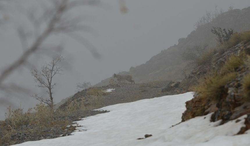 Kemaliye'de ortaya çıktılar: Nefesler tutuldu...