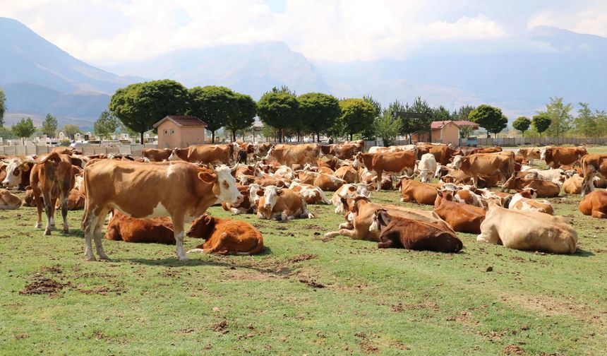 Erzincan'da 115 Milyon TL’lik dev ıslah hamlesi!