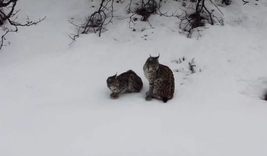 4 Yıla Kadar Cezası Olan Vaşak Erzincan’da Görüntülendi