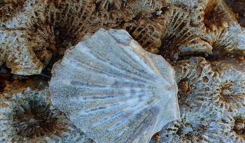 Erzincan’da Milyonlarca Yıllık Fosiller Bulundu...