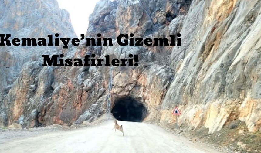 Kemaliye’nin Gizemli Misafirleri: Dağ Keçileri Tünel Girişinde Görüntülendi!