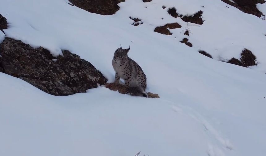 Nesli Tehlike Altındaki Vaşak Erzincan’da Avlanırken Görüntülendi