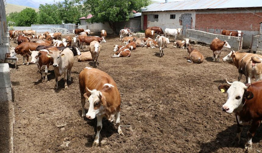 Erzincan’da hayvancılığı güçlendirecek kritik çalışmalar yapılıyor...