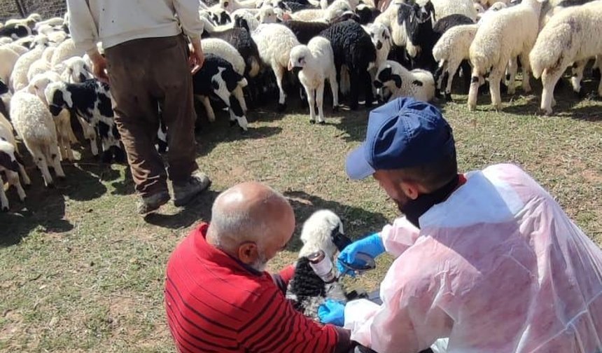 Erzincan'da ekipler ev ev dolaşıyor...