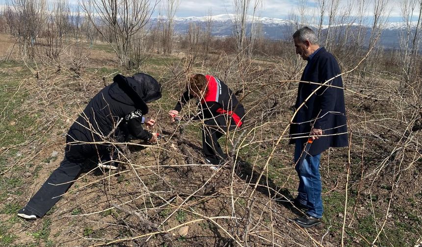 Erzincan'da Bağlarda Budama Uyarısı Geldi