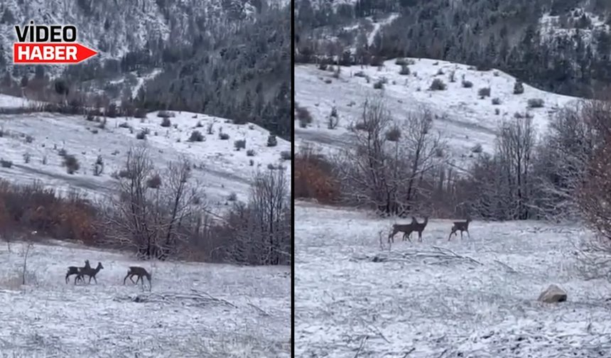Bu Görüntüler Erzincan Refahiye’de Kaydedildi