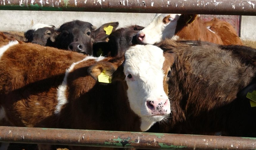 Erzincan’ın En Kritik Seçiminde Sandıklar Kurulamadı