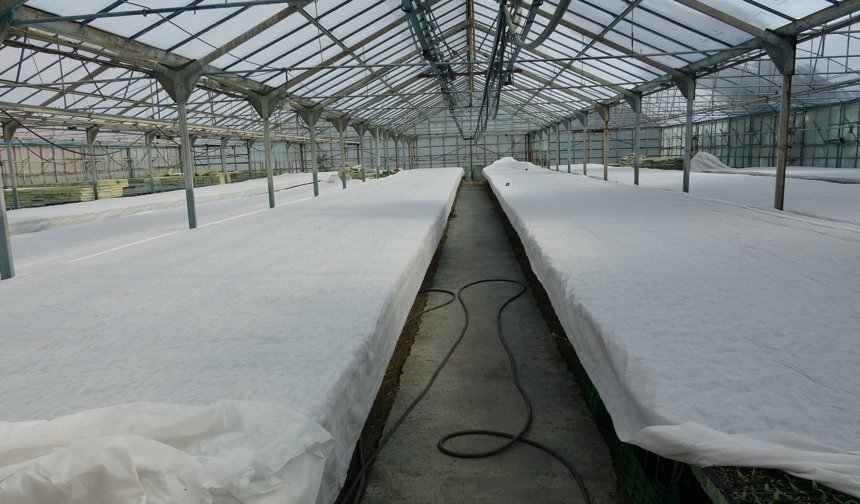 Erzincan dondu, üretici ayakta: Seralarda gece savaşı!