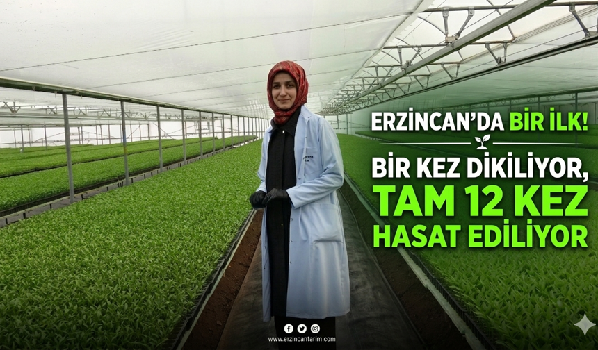 Erzincan'da Bir İlk! Bir Kez Dikiliyor, Tam 12 Kez Hasat Ediliyor