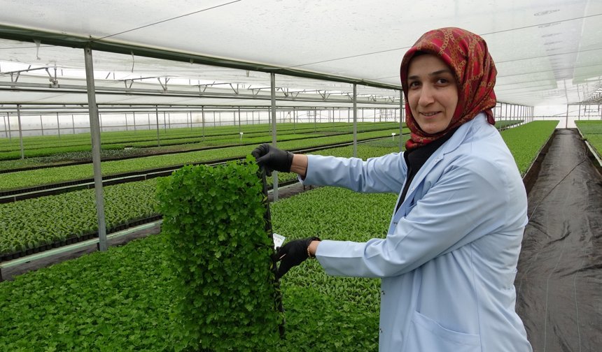 Erzincan'da Doğu Anadolu’nun Fide Devinde Kadın Eli