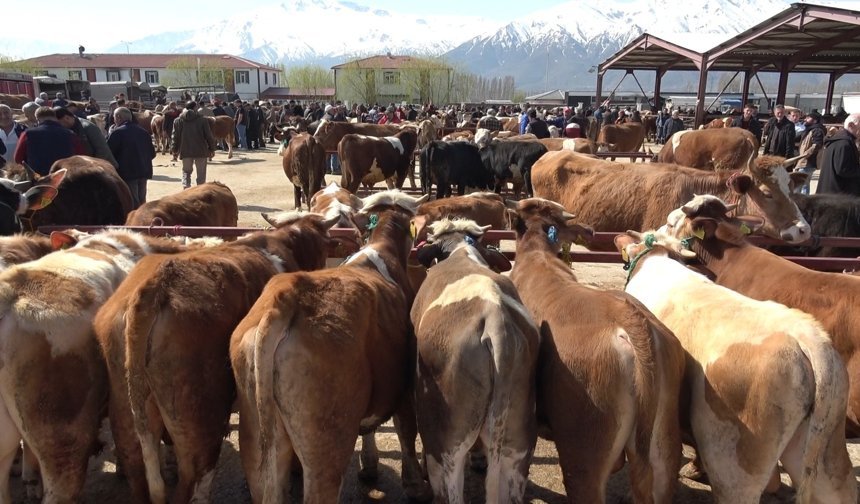 Erzincan’da Kurbanlıklar Görücüye Çıktı. İşte Pazar Fiyatları...