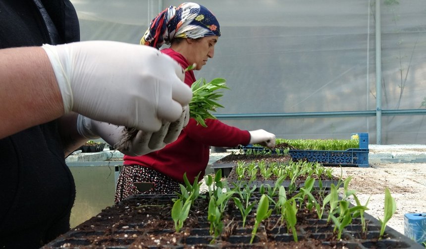 Erzincan’ın İlk Serasından Çevre İllere Fide Üretimi