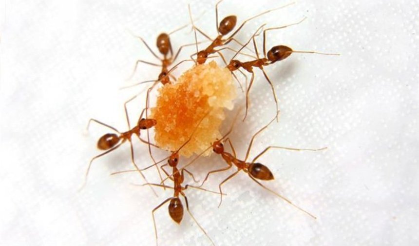 Evdeki Karınca İstilasına Doğal Çözümler