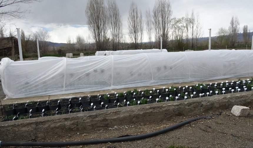 Koparmanın Bedeli 700 Bin TL: Erzincan’da Özel Bitkiye Özel İlgi