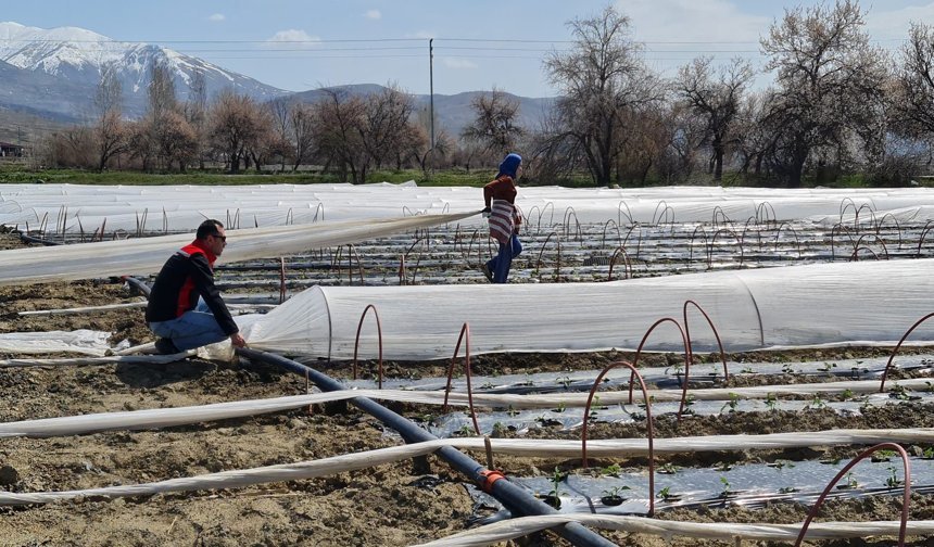 Üzümlü’de erkenci üretim hamlesi: 100 bin fide toprakla buluştu