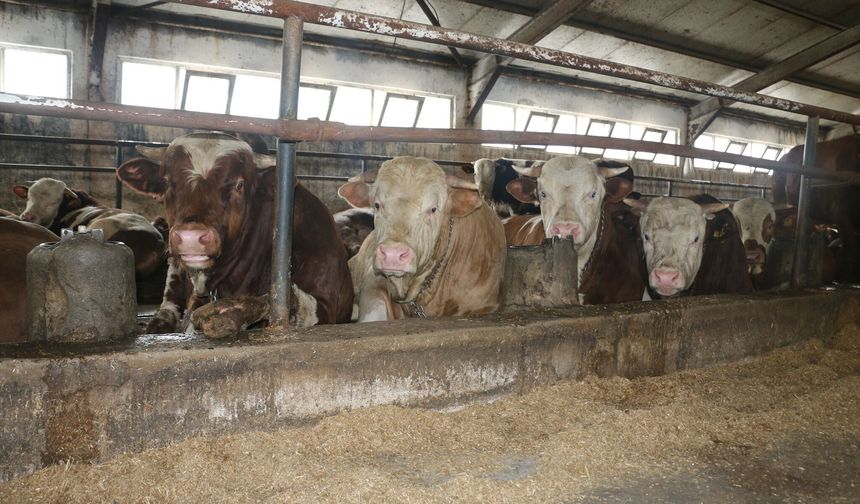 Erzincan Et Bölgesi Olunca Hareketlilik Arttı