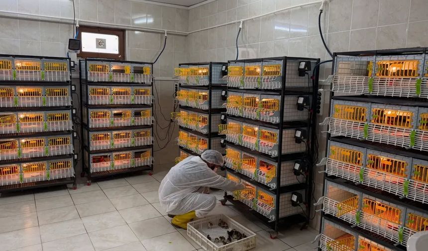 Geleceği Tehdit Eden Zararlıya Karşı Kritik Adım Kelkit’ten Geldi